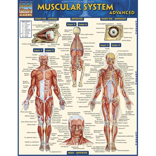 Barcharts Muscular System Advanced Quickstudy Easel 9781423217725
